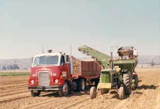 Loading uncle's potatoes